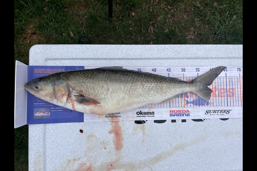 Whitney Hennessy caught this 58.0cm Kahawai at Kawhia during The Hirepool Baitmates Fishing Comp