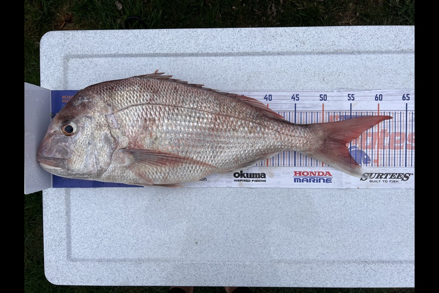 Whitney Hennessy caught this 54.0cm Snapper at Kawhia during The Hirepool Baitmates Fishing Comp