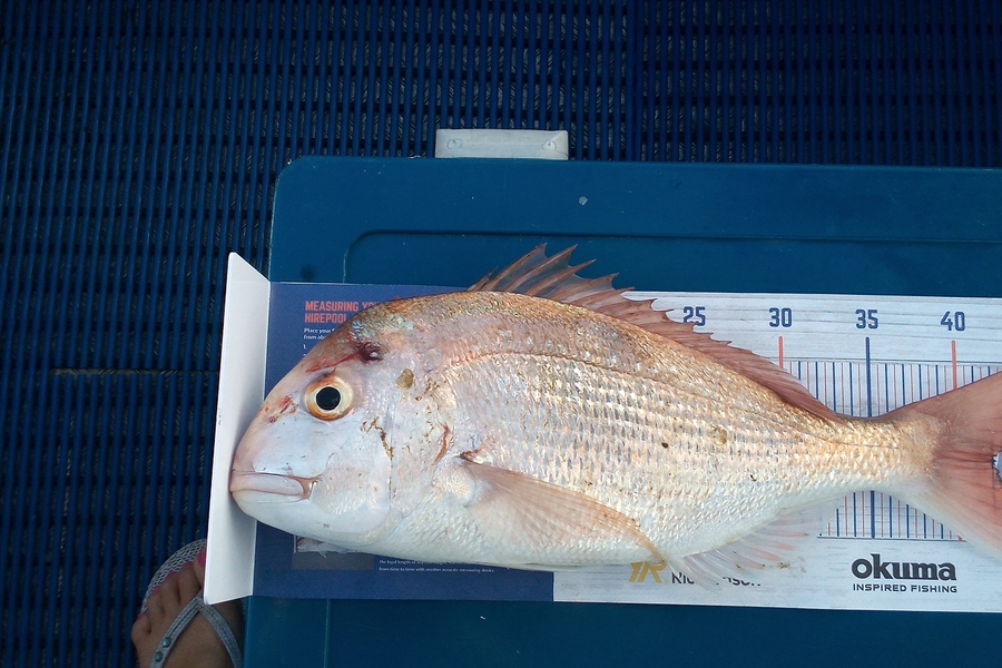 Julie Herman caught this 42.0cm Snapper at Whangarei harbour during The Hirepool Baitmates Fishing Comp