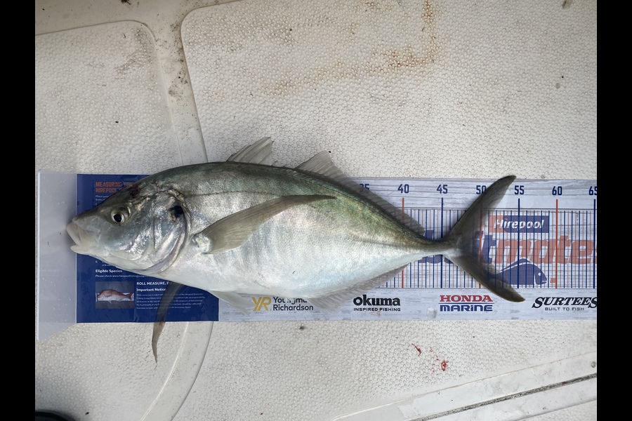 Christopher Eden caught this 50.0cm Trevally at Mt Maunganui during The Hirepool Baitmates Fishing Comp