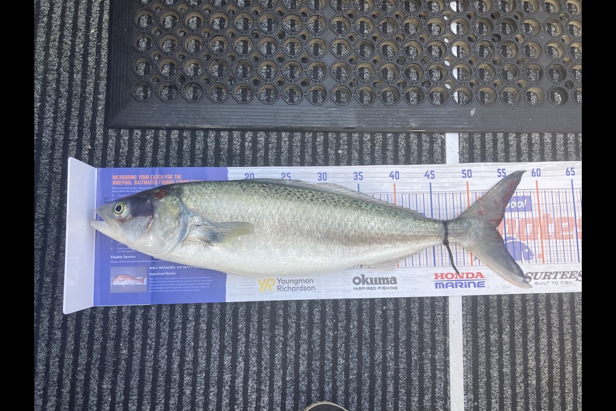 Dan Johanson caught this 53.5cm Kahawai at New Plymouth  during The Hirepool Baitmates Fishing Comp
