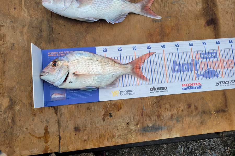 Dennis Honatana caught this 31cm Snapper at Turakina during The Hirepool Baitmates Fishing Comp