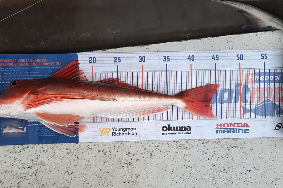 Jason Stewart caught this 43.5cm Gurnard at Wellington harbour during The Hirepool Baitmates Fishing Comp