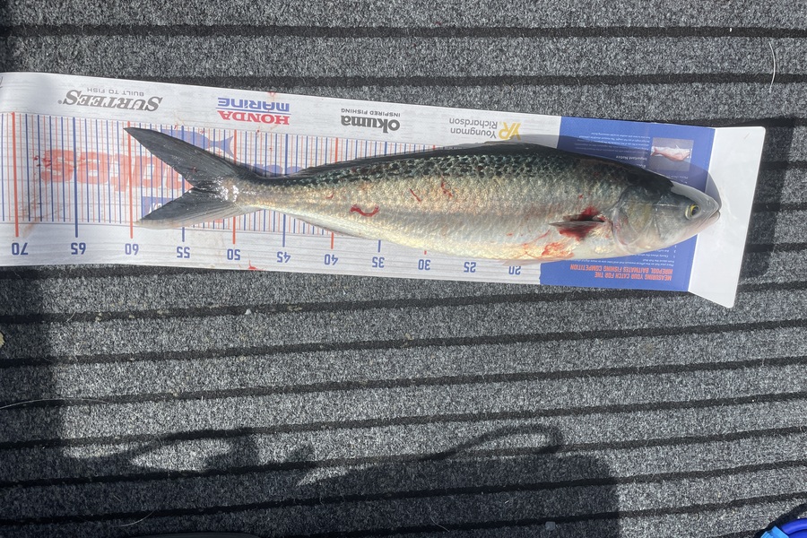 Alex Muir caught this 54.0cm Kahawai at Hauraki during The Hirepool Baitmates Fishing Comp