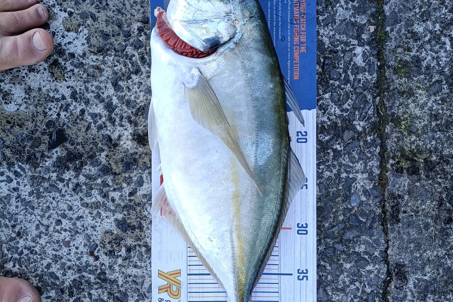 Andrew Cornelder caught this 42.0cm Trevally at Tauranga  during The Hirepool Baitmates Fishing Comp