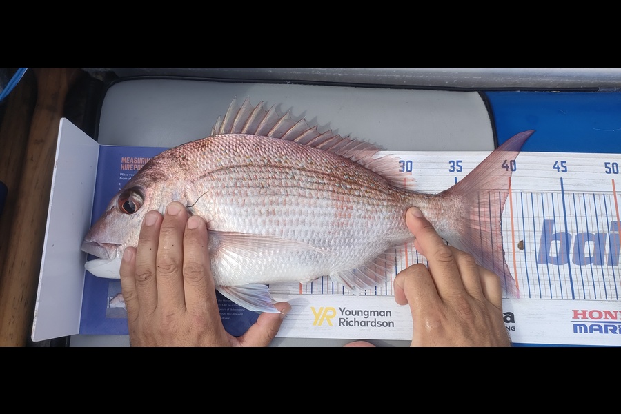 Nik Rod caught this 39.0cm Snapper at Bop during The Hirepool Baitmates Fishing Comp