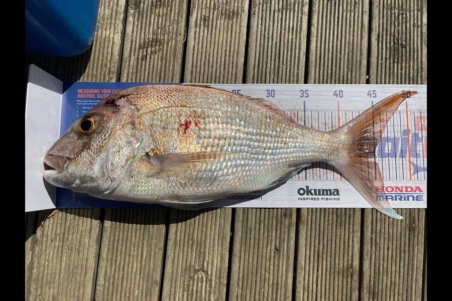 Nicky Cairns caught this 45.0cm Snapper at Firth of Thames  during The Hirepool Baitmates Fishing Comp