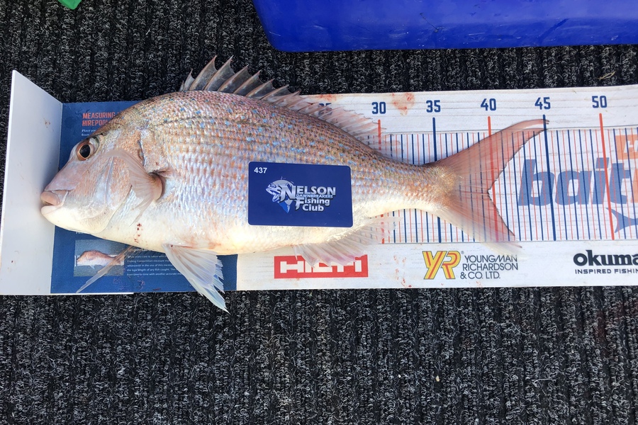 Chris Meek caught this 39.5cm Snapper at Tasman bay during The Hirepool Baitmates Fishing Comp