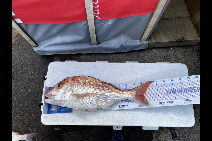 James Brad caught this 66.0cm Snapper at Waitara during The Hirepool Baitmates Fishing Comp