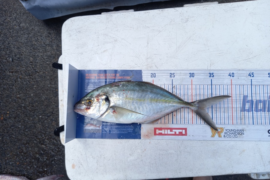 alexander churchman caught this 33.0cm Trevally at Waitara during The Hirepool Baitmates Fishing Comp