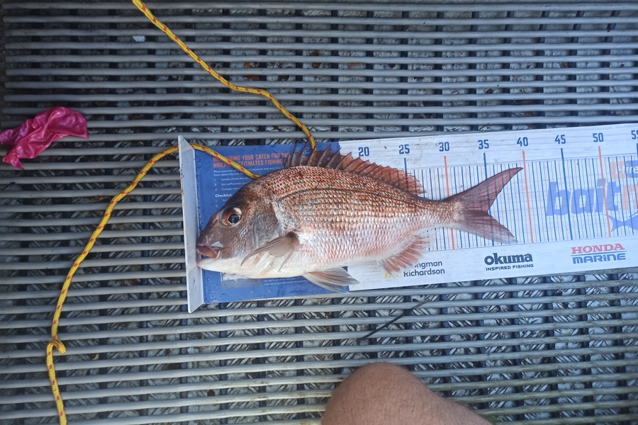 Daniel Hemme caught this 34.5cm Snapper at Whangaporoa  during The Hirepool Baitmates Fishing Comp
