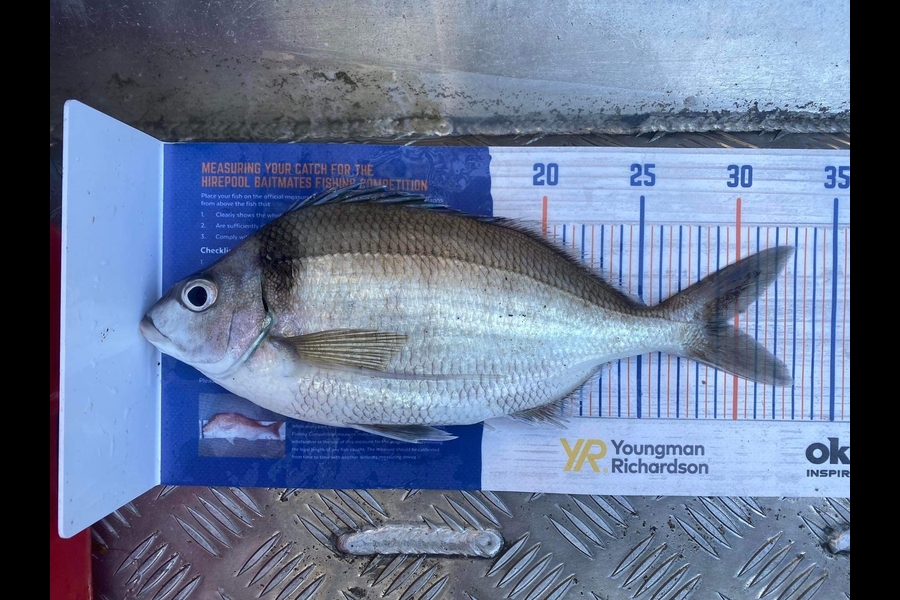 Dave Dennison caught this 29.5cm Tarakihi at Wanganui during The Hirepool Baitmates Fishing Comp