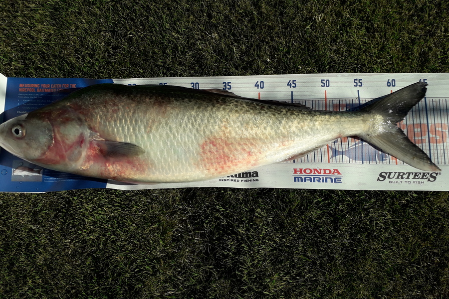 Bob Murphy caught this 60.5cm Kahawai at Waitaki during The Hirepool Baitmates Fishing Comp