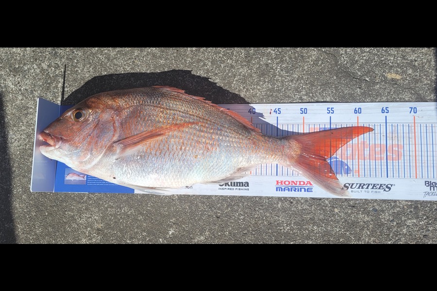 Garry Johnson caught this 54.0cm Snapper at Waitara during The Hirepool Baitmates Fishing Comp