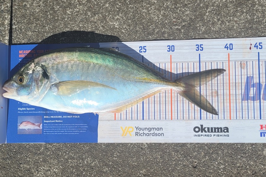 Garry Johnson caught this 34.0cm Trevally at Waitara during The Hirepool Baitmates Fishing Comp