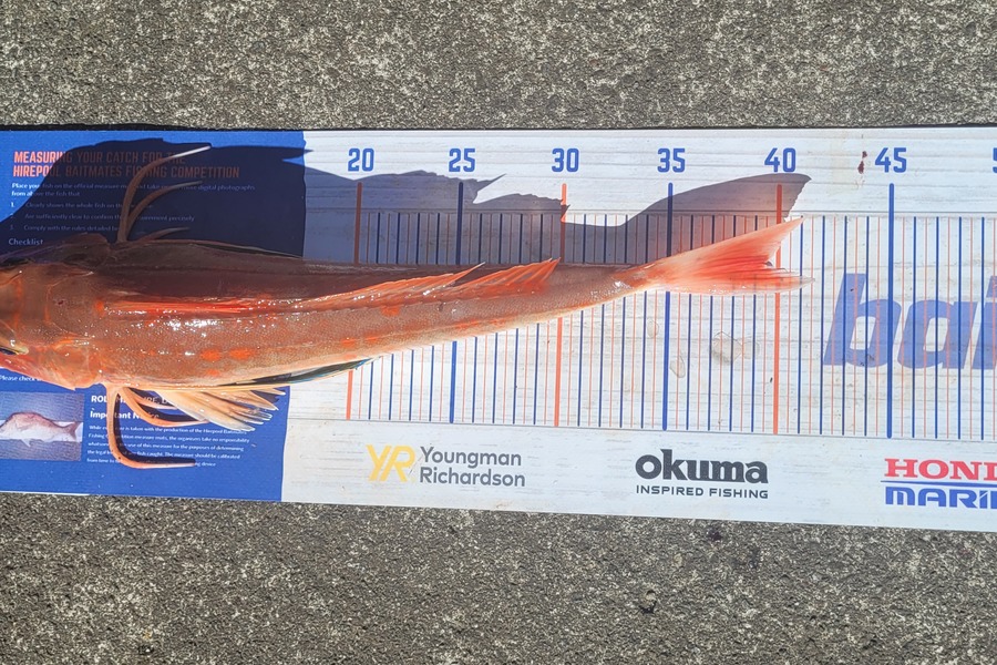Garry Johnson caught this 39.0cm Gurnard at Waitara during The Hirepool Baitmates Fishing Comp