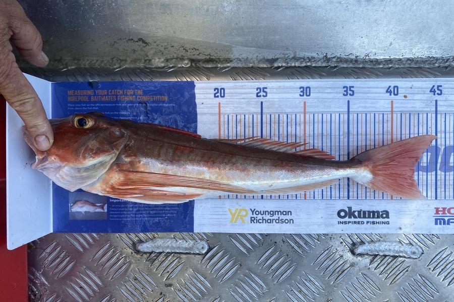 Kyle Hunt caught this 42.5cm Gurnard at Wanganui during The Hirepool Baitmates Fishing Comp