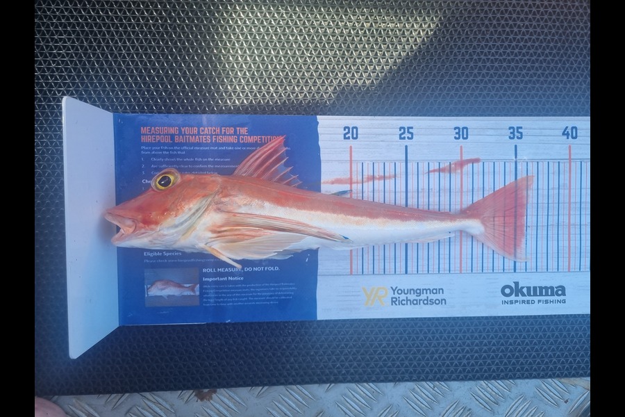 Rhys Macdonald caught this 35.0cm Gurnard at Hauraki gulf during The Hirepool Baitmates Fishing Comp