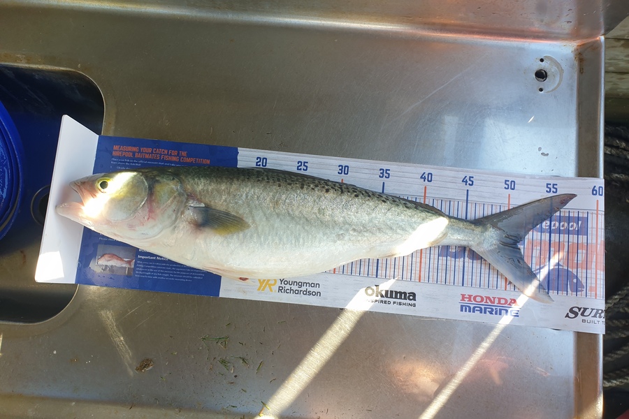Melissa Jones caught this 51.0cm Kahawai at Mokau during The Hirepool Baitmates Fishing Comp