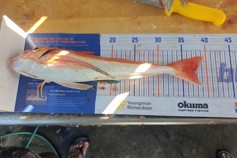 Melissa Jones caught this 37.5cm Gurnard at Mokau during The Hirepool Baitmates Fishing Comp