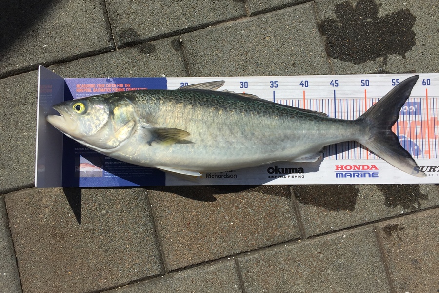 frank usherwood caught this 54.0cm Kahawai at Tauranga during The Hirepool Baitmates Fishing Comp