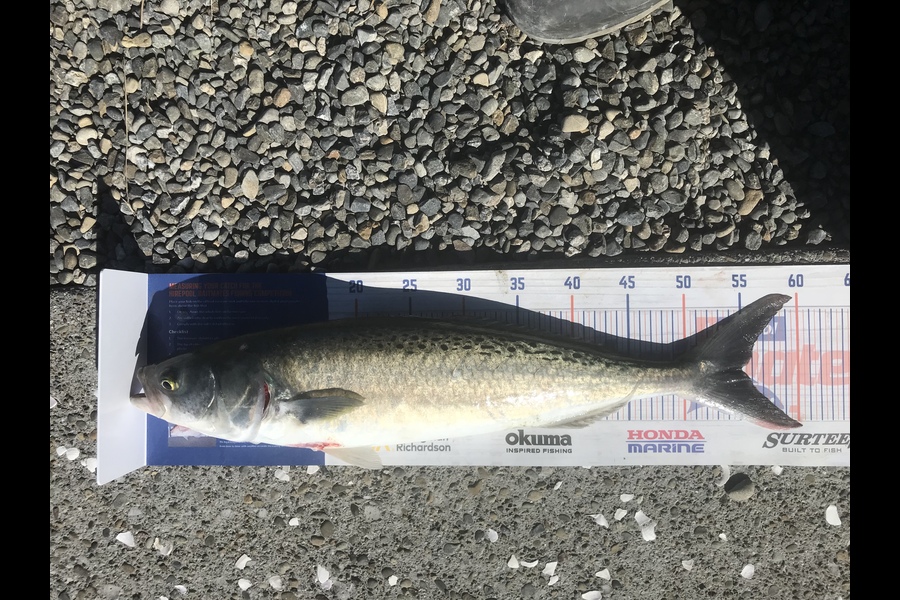Frederick Solo caught this 55.0cm Kahawai at Wellington  during The Hirepool Baitmates Fishing Comp