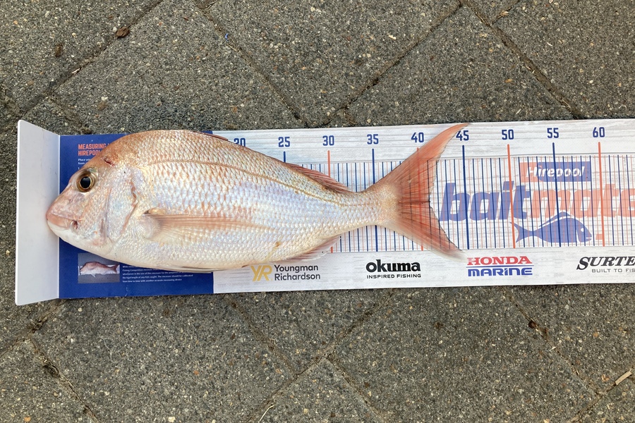 Graeme Duncan caught this 41.0cm Snapper at Coromandel  during The Hirepool Baitmates Fishing Comp