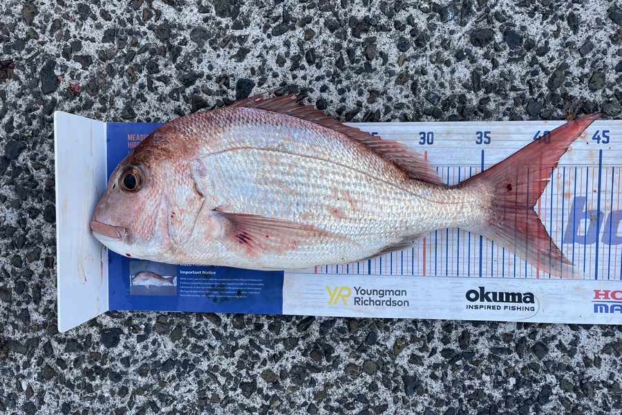 Erin Mcloughlin caught this 39.5cm Snapper at Barrier during The Hirepool Baitmates Fishing Comp