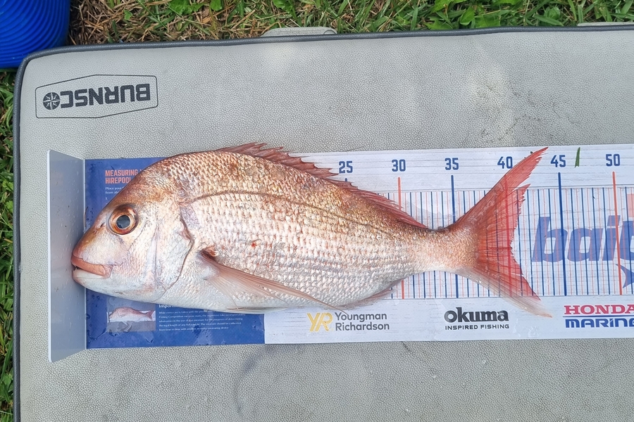 Steve Olsen caught this 40.0cm Snapper at Flat rock during The Hirepool Baitmates Fishing Comp