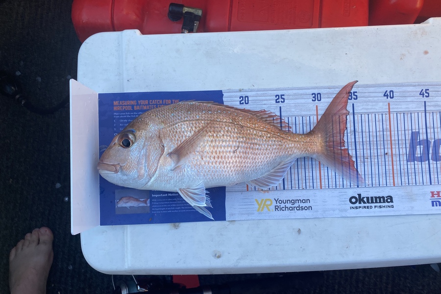 Steven  Cross caught this 33.0cm Snapper at Gulf Harbour  during The Hirepool Baitmates Fishing Comp