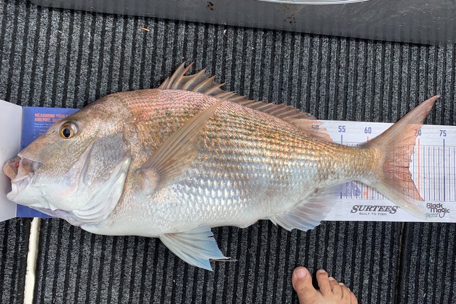 Bevan Sterling caught this 68.0cm Snapper at Kaipara Graveyard during The Hirepool Baitmates Fishing Comp