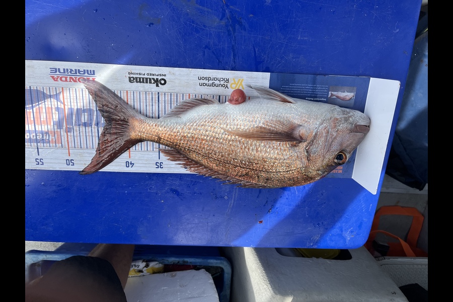 Tex Waddell caught this 43.5cm Snapper at Onerahi  during The Hirepool Baitmates Fishing Comp