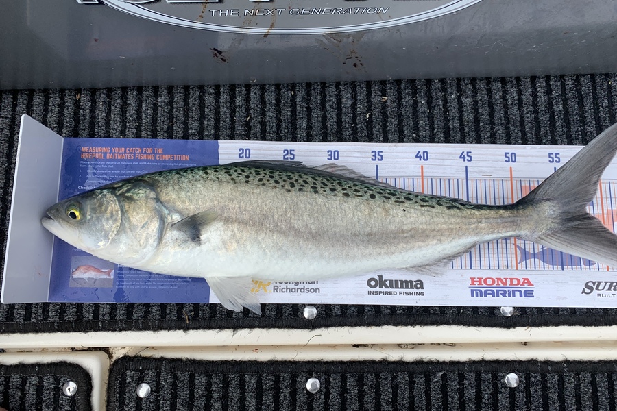 Bevan Sterling caught this 58.0cm Kahawai at Kaipara Graveyard during The Hirepool Baitmates Fishing Comp