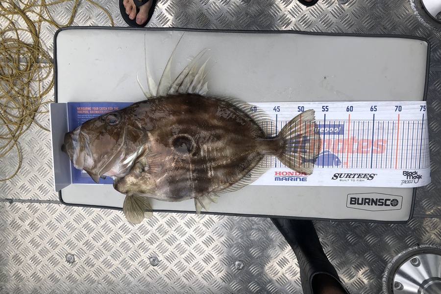 Tony Flowers caught this 54.5cm John Dory at STH coast Wgtn during The Hirepool Baitmates Fishing Comp