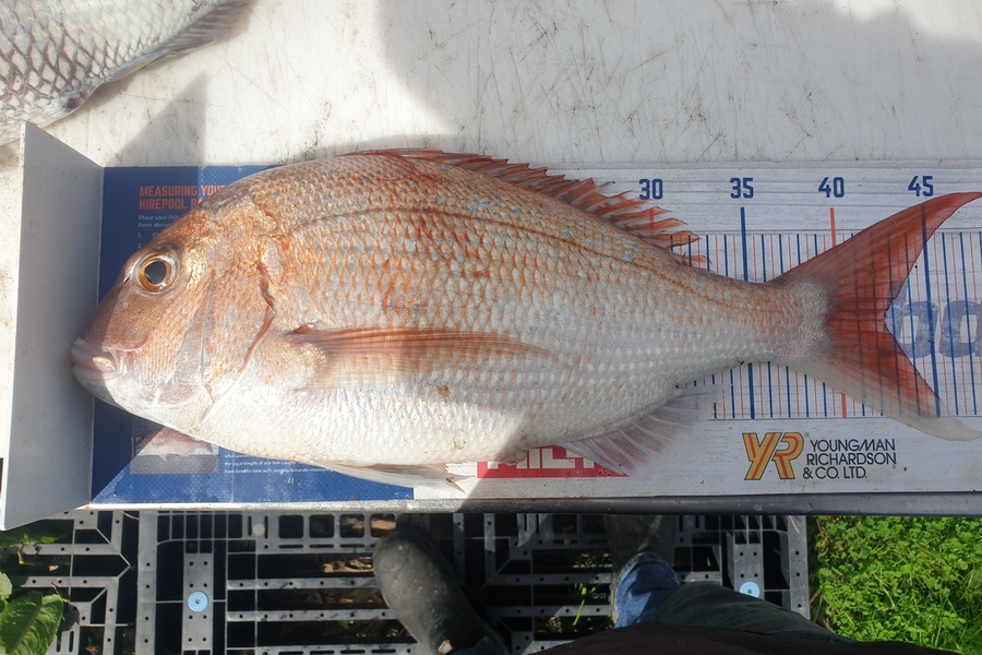 Rodney Niven caught this 42.5cm Snapper at Mana during The Hirepool Baitmates Fishing Comp