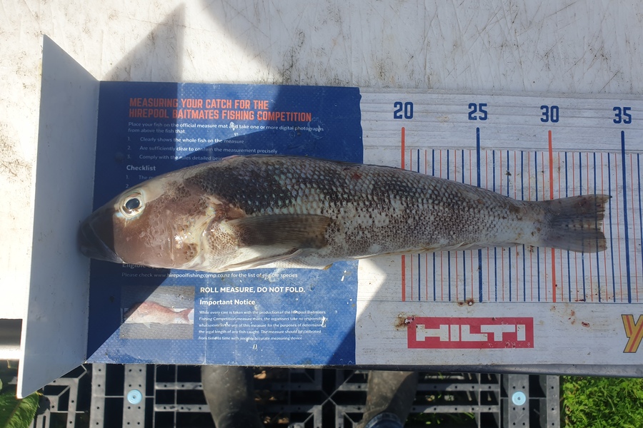 Rodney Niven caught this 33.0cm Blue Cod at Mana during The Hirepool Baitmates Fishing Comp