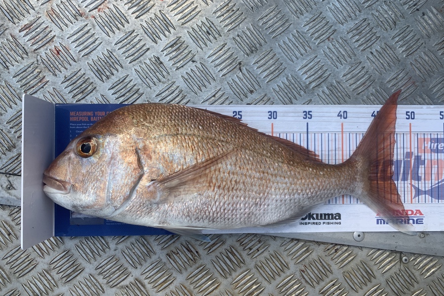 Shane Stanley caught this 47.0cm Snapper at Kawau island during The Hirepool Baitmates Fishing Comp