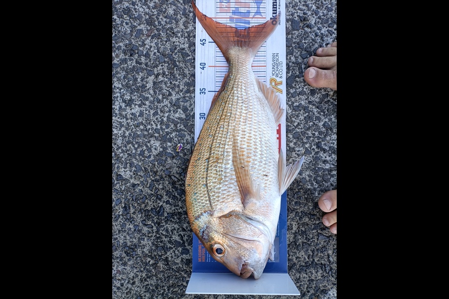 Andrew Cornelder caught this 47.5cm Snapper at Tauranga  during The Hirepool Baitmates Fishing Comp