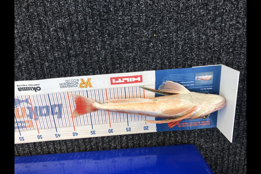 Chris Meek caught this 38.5cm Gurnard at Tasman bay during The Hirepool Baitmates Fishing Comp