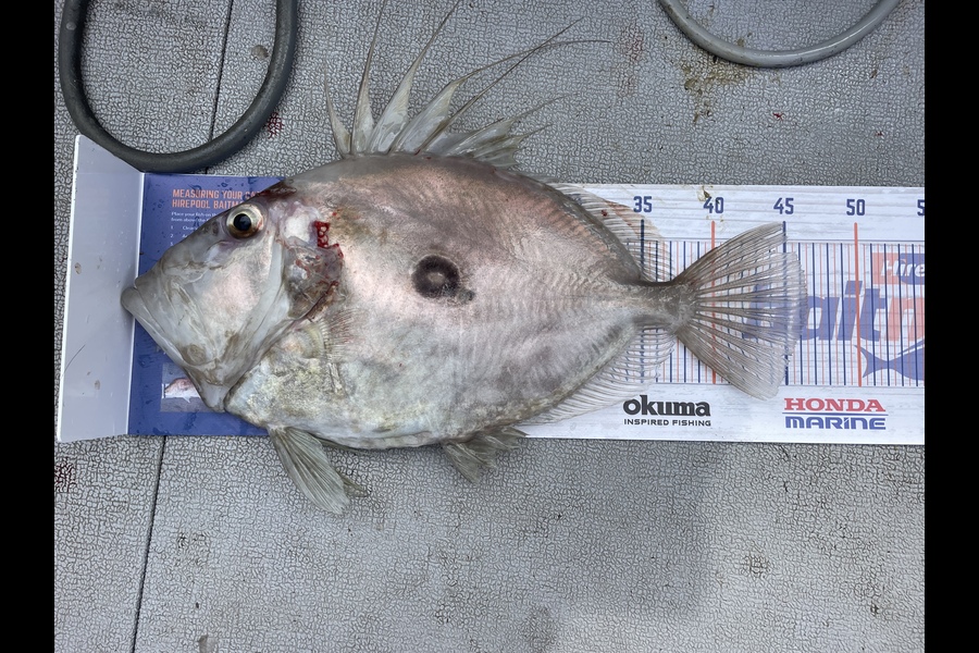 Stephen  Saggers caught this 46.5cm John Dory at Whangaparaoa Bay  during The Hirepool Baitmates Fishing Comp