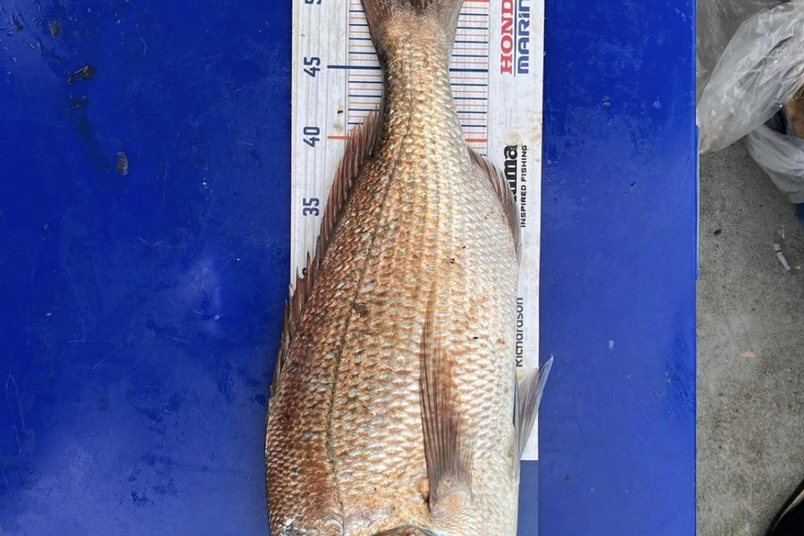 Hayden Gorrie caught this 53.5cm Snapper at Chicks  during The Hirepool Baitmates Fishing Comp