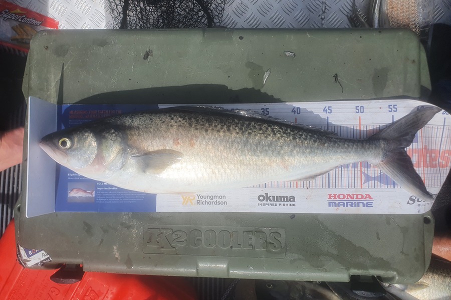 Ben Cullen caught this 56.5cm Kahawai at Rangitoto  during The Hirepool Baitmates Fishing Comp
