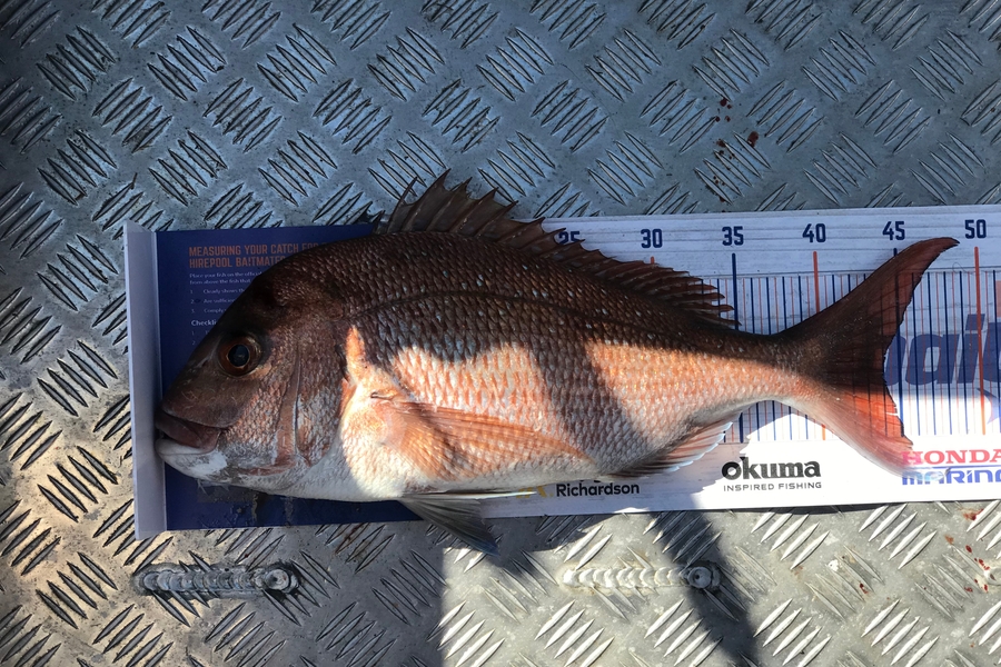 Eugene Woolley caught this 44.0cm Snapper at Kawakawa Bay during The Hirepool Baitmates Fishing Comp
