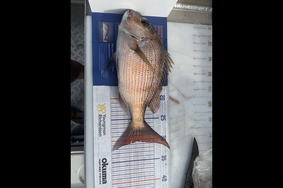 Serena Jenkins caught this 30.0cm Snapper at Whangamata during The Hirepool Baitmates Fishing Comp