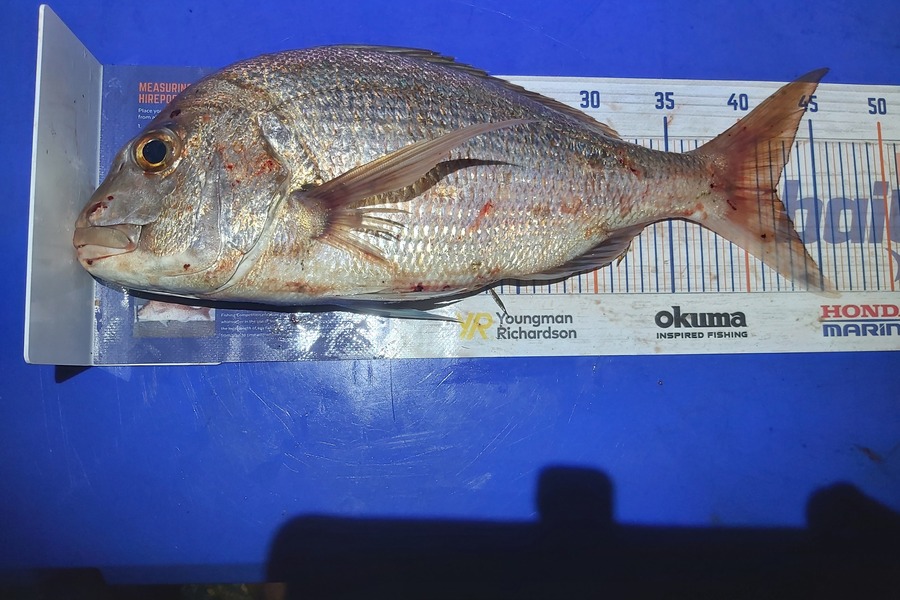Laurence Papuni caught this 42.0cm Snapper at Opotiki during The Hirepool Baitmates Fishing Comp