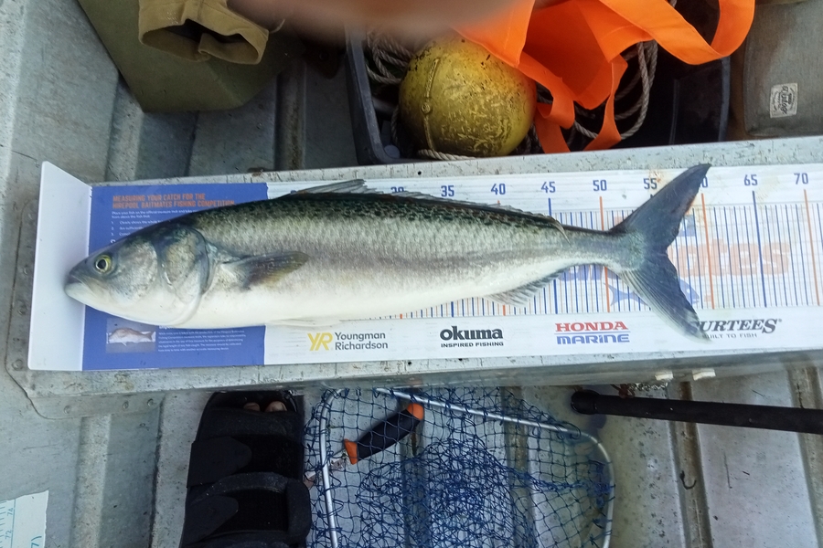 Darren Kilkolly caught this 55.5cm Kahawai at Whangaparoa during The Hirepool Baitmates Fishing Comp