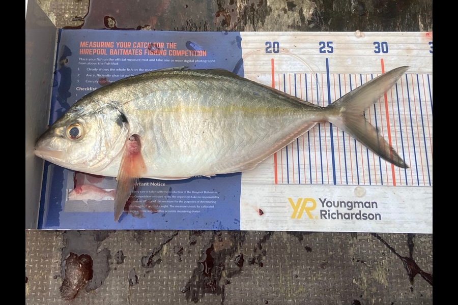Logan Gedson caught this 27.5cm Trevally at Bop during The Hirepool Baitmates Fishing Comp