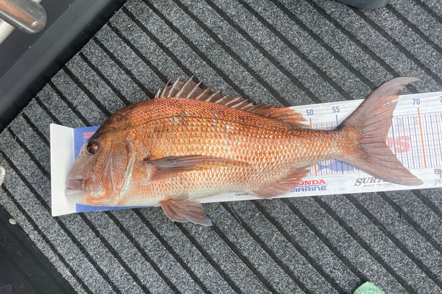 Alex Muir caught this 63.5cm Snapper at Hauraki  during The Hirepool Baitmates Fishing Comp