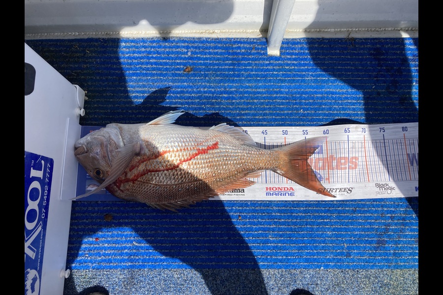 Neil Thacker caught this 55.0cm Snapper at Hen & chicks Northland  during The Hirepool Baitmates Fishing Comp