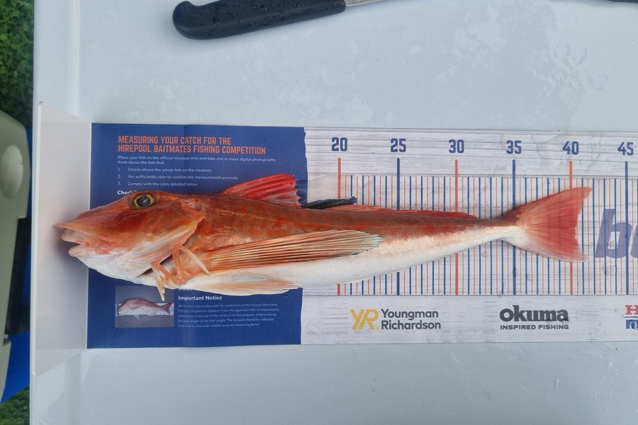 Tim Spiller caught this 40.0cm Gurnard at Otaki during The Hirepool Baitmates Fishing Comp